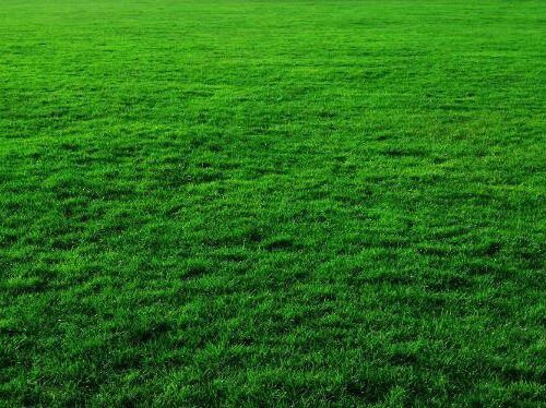 (A) Zoysia (Carpet Grass) - Per 72 Plug Tray