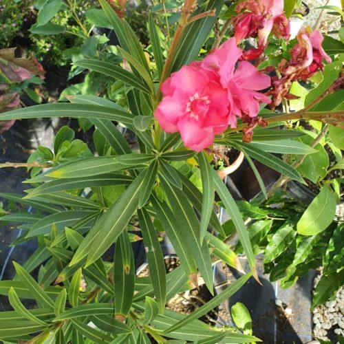Oleander - Light Pink