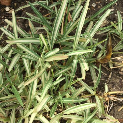 St. Augustine (Green & White) - Per Square Foot