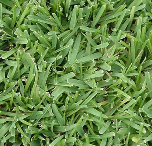 St. Augustine (Grey & Green) - Per Square Foot